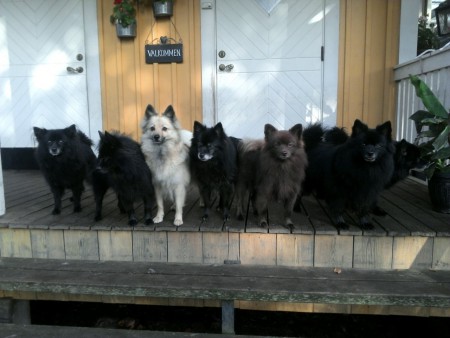 Dora, Cornelia, Lill Mimmi; Madde, Polly, Tara, Kim