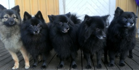 Hottie, Cornelia, Tara,Dora och Kim  